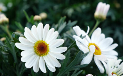 Argyranthemum frutescens