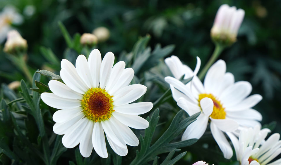 Argyranthemum frutescens Elsa