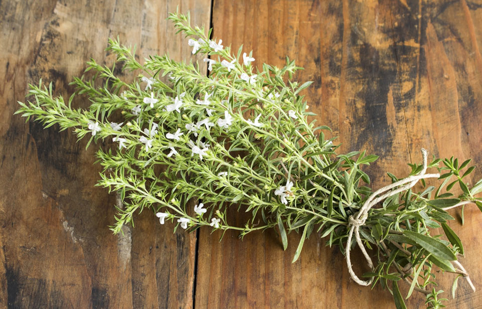 Secado de Satureja hortensis o Ajedrea