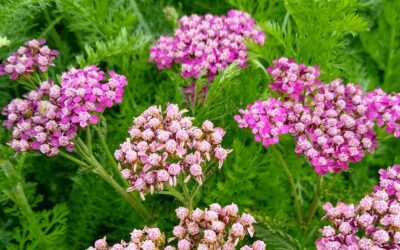 Achillea millefolium