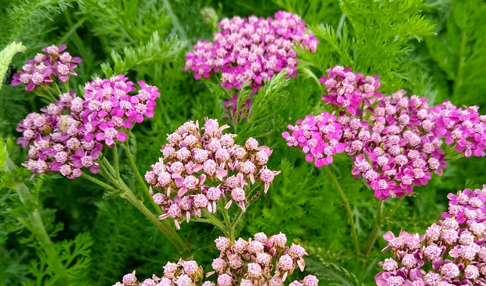 Achillea millefolium