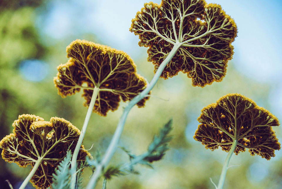 Achillea