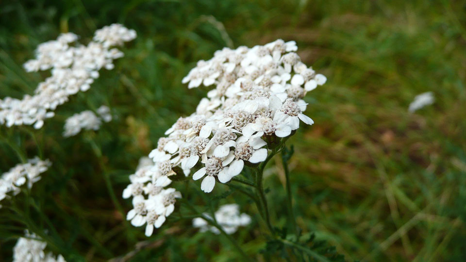 Achillea millefolium de flores blancas