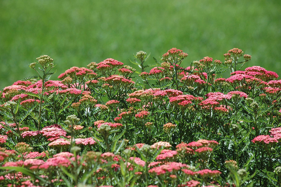 Achillea millefolium de flor roja