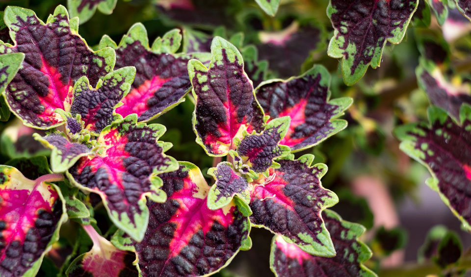 Coleus blumei, follaje