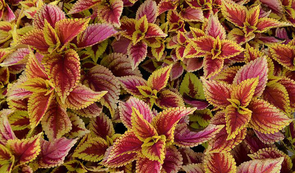 Coleus blumei, hojas coloristas