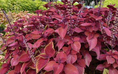 Coleus blumei