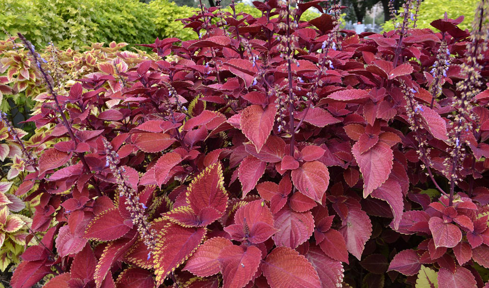 Coleus blumei en el jardin