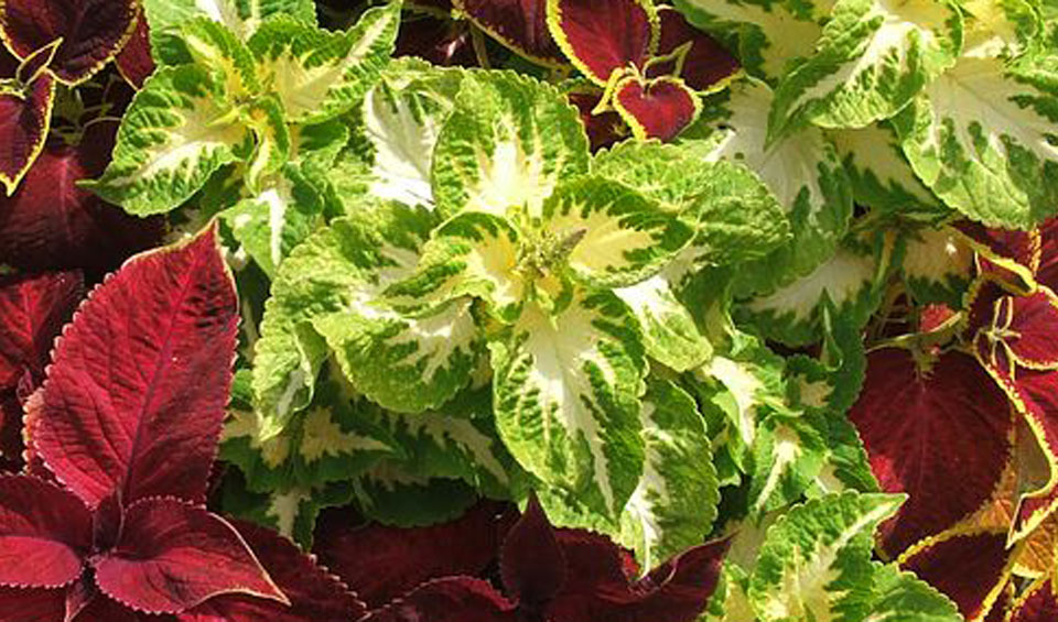 Coleus blumei variados