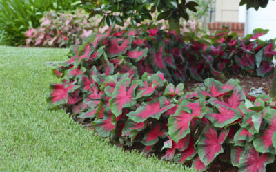 Caladium