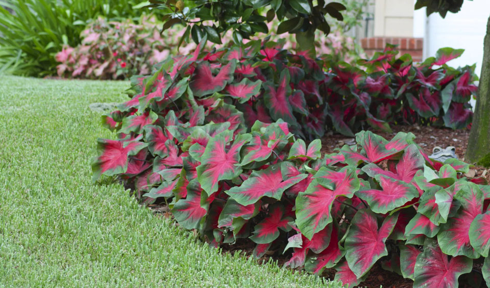 Caladium en bordura