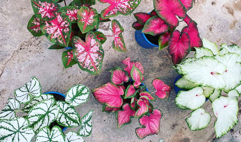 Colección Caladium de Poleplants