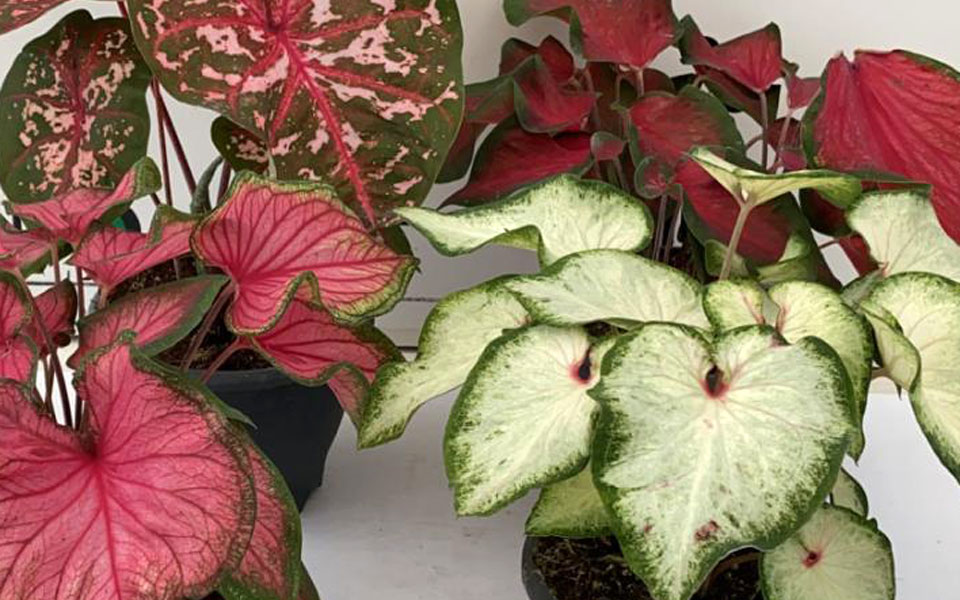 Colección Caladium de Poleplants