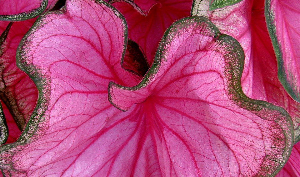 Colección Caladium de Poleplants