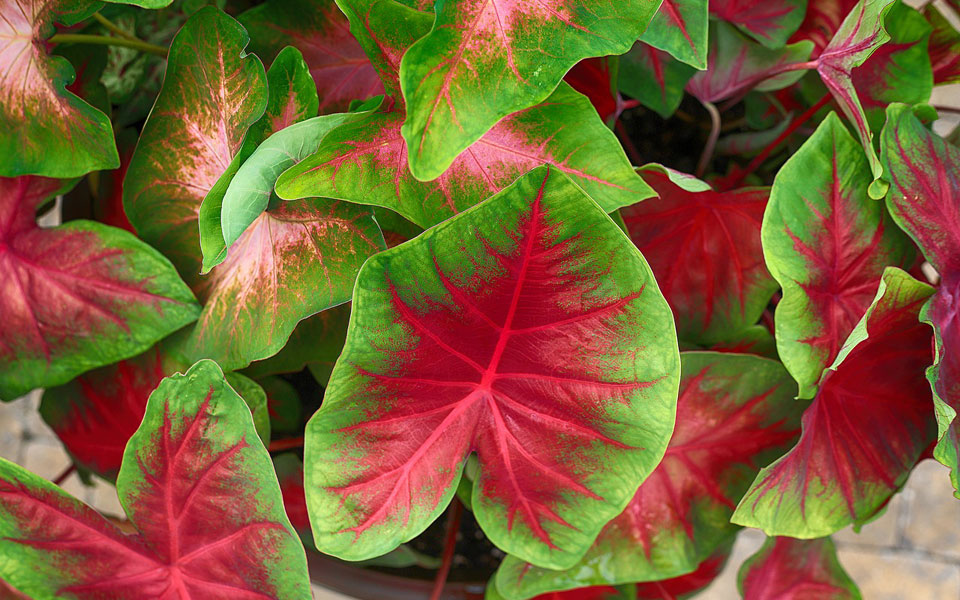 Colección Caladium de Poleplants