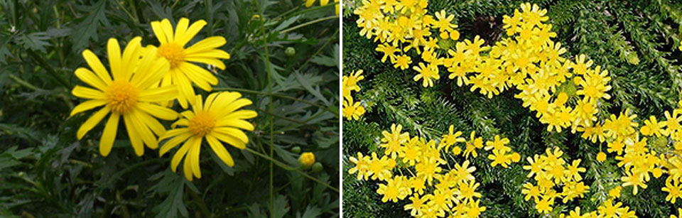 Euryops chrysanthemoides y Euryops virgineus