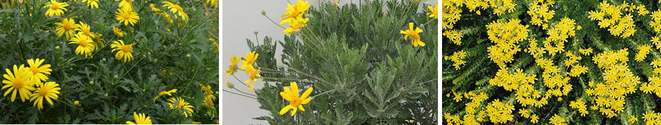 Euryops chrysanthemoides, Euryops pectinatus  y Euryops virgineus  