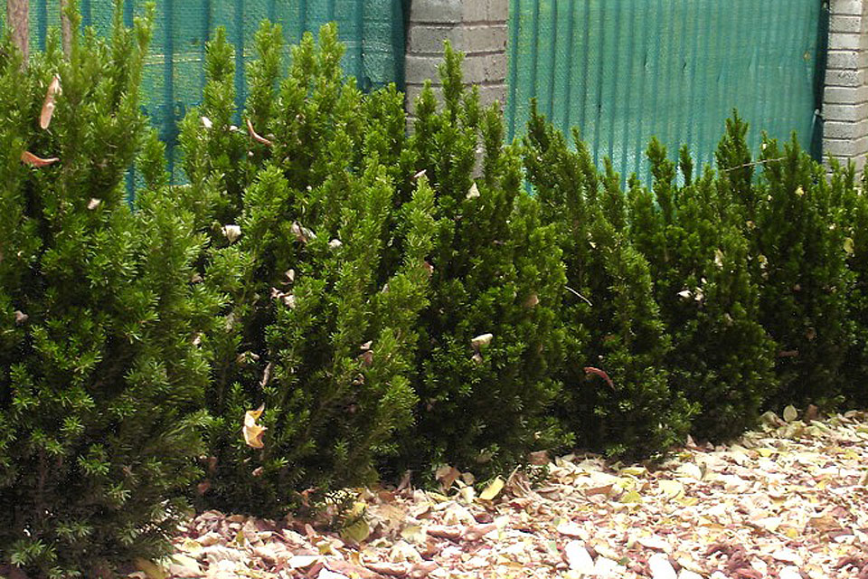 Bordura de Taxus Media Hillii