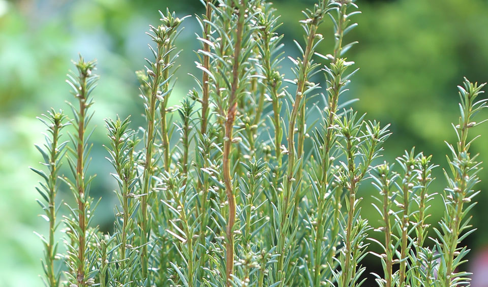 Follaje Taxus Media Hillii