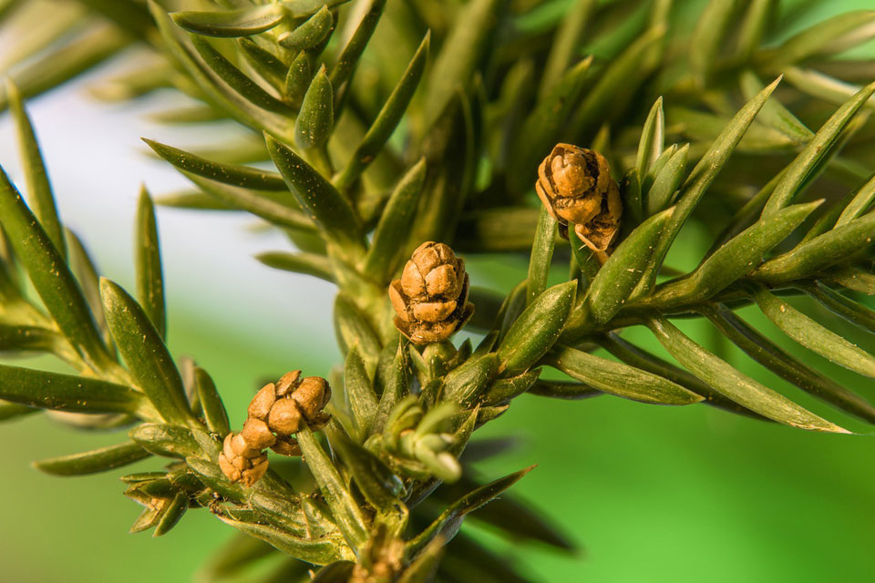 Flores de Taxus Media Hillii