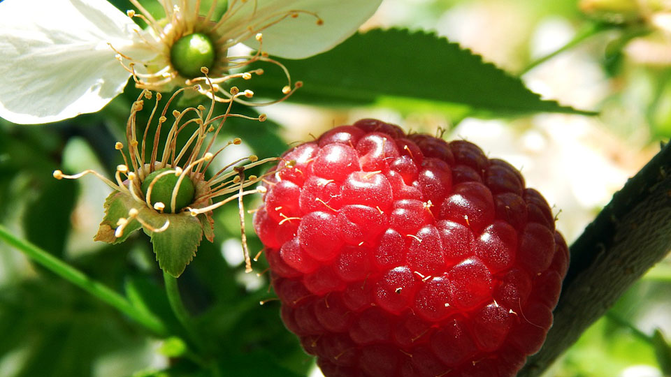 Flor y fruto del frambueso