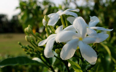 Trachelospermum jasminoides