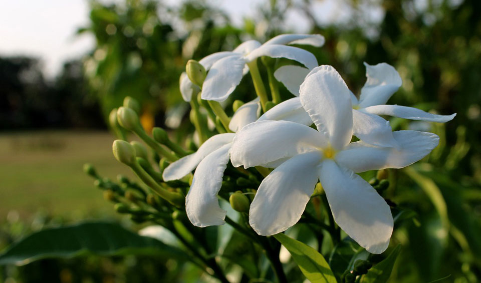 Trachelospermum jasminoides