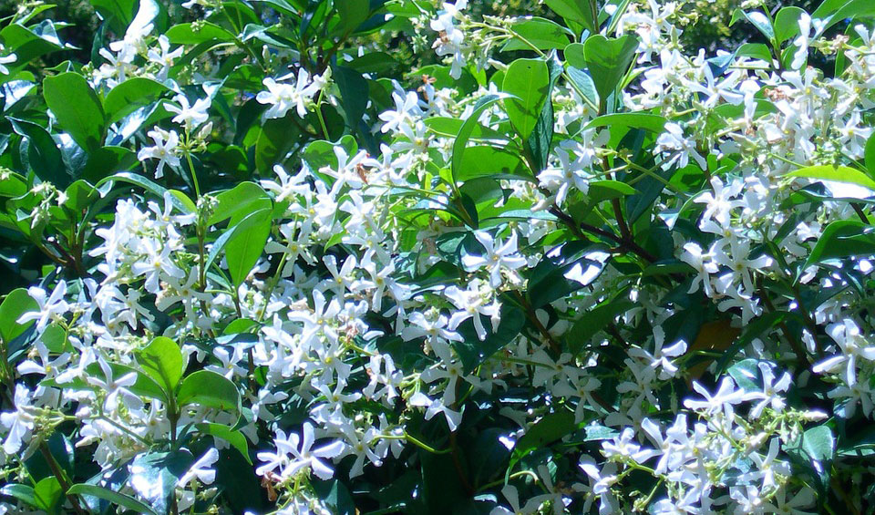 Trachelospermum jasminoides