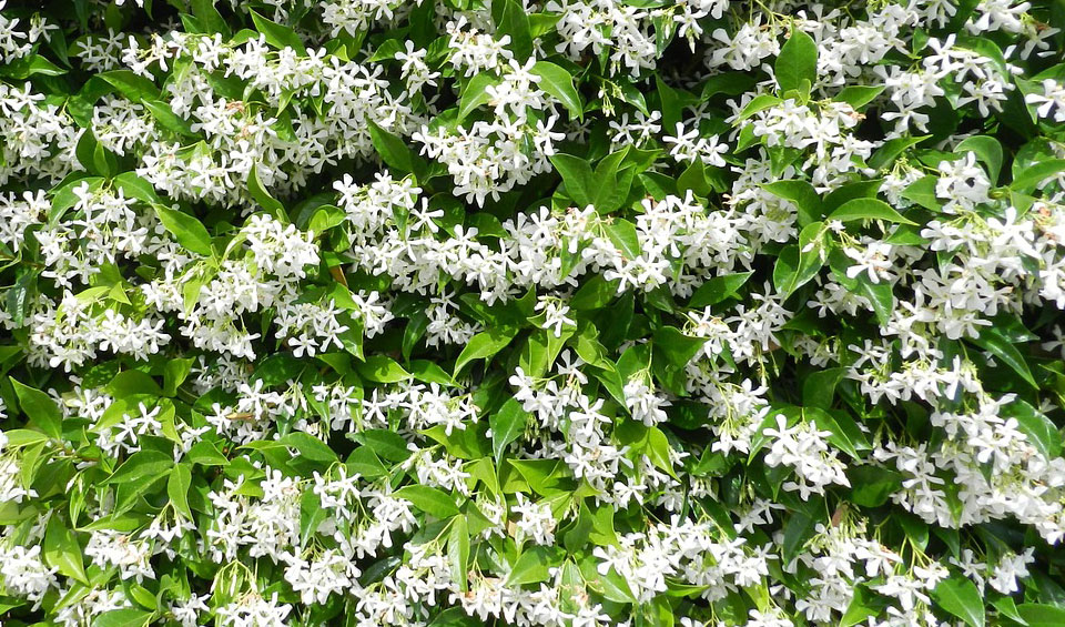 Trachelospermum jasminoides