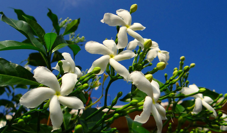 Trachelospermum jasminoides