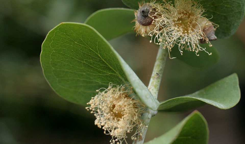 Eucalyptus gunny, flores