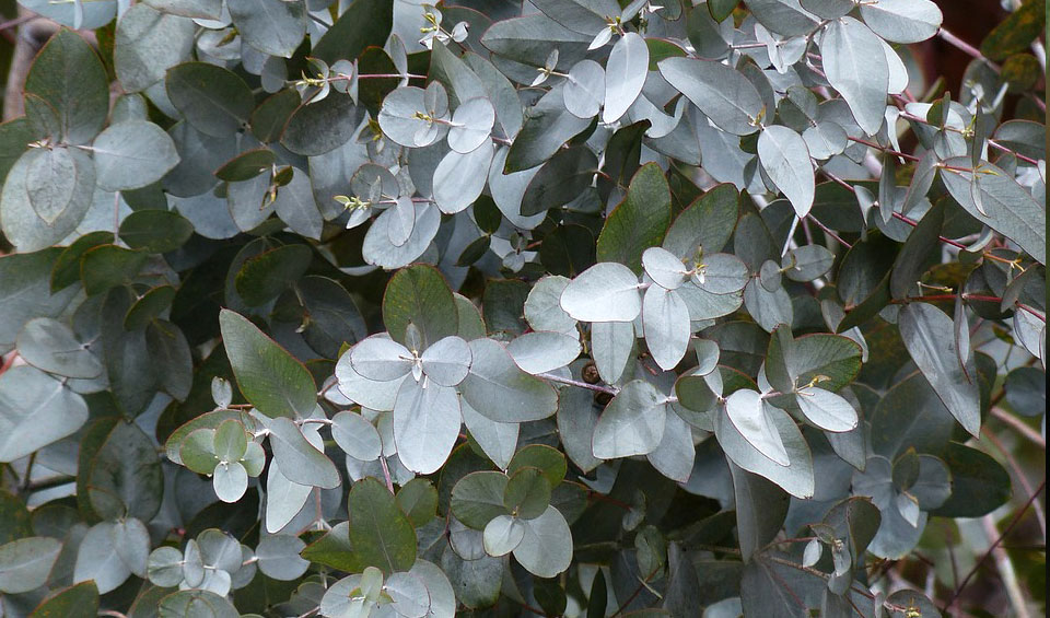 Eucalyptus gunny, follaje