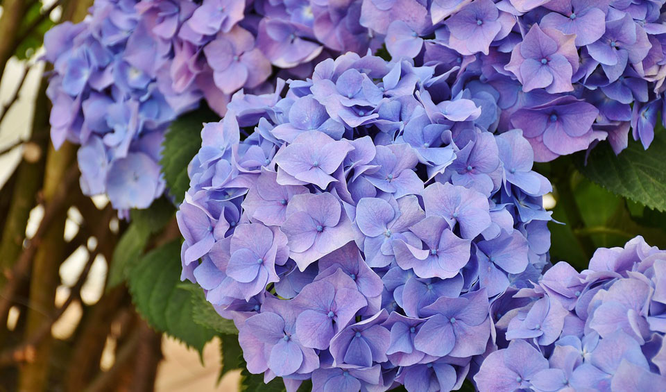 Hortensia macrophylla azul