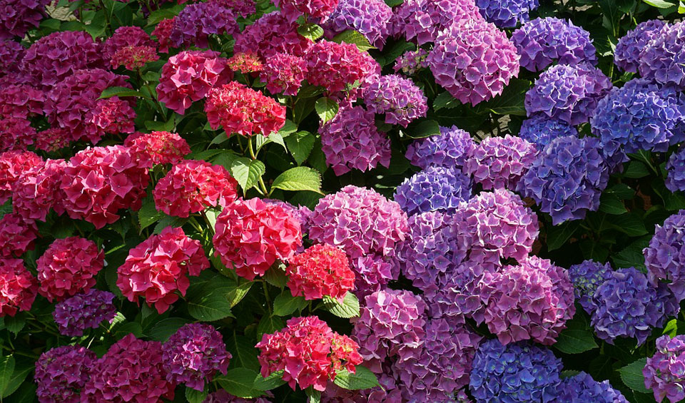 Hortensia macrophylla en macizo