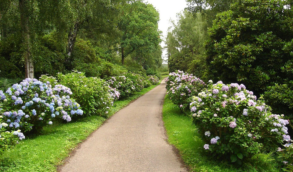 Hortensia macrophylla en camino