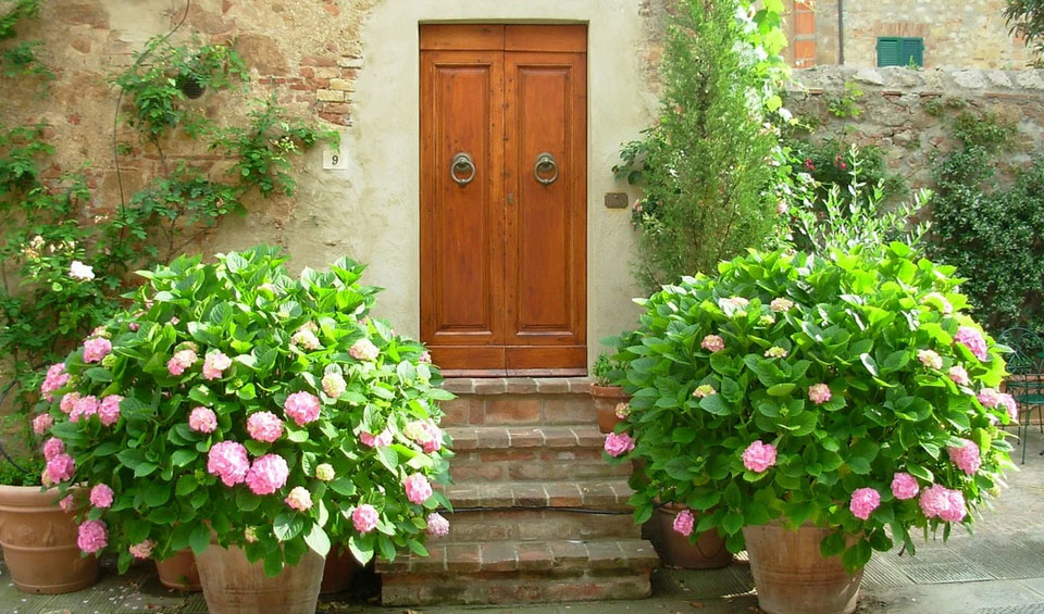 Hortensia macrophylla en maceta
