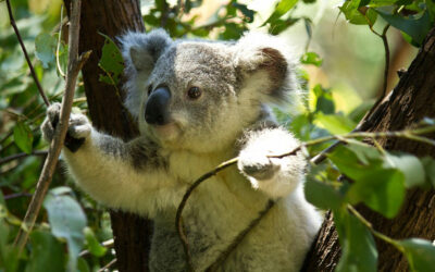 Eucalyptus gunnii