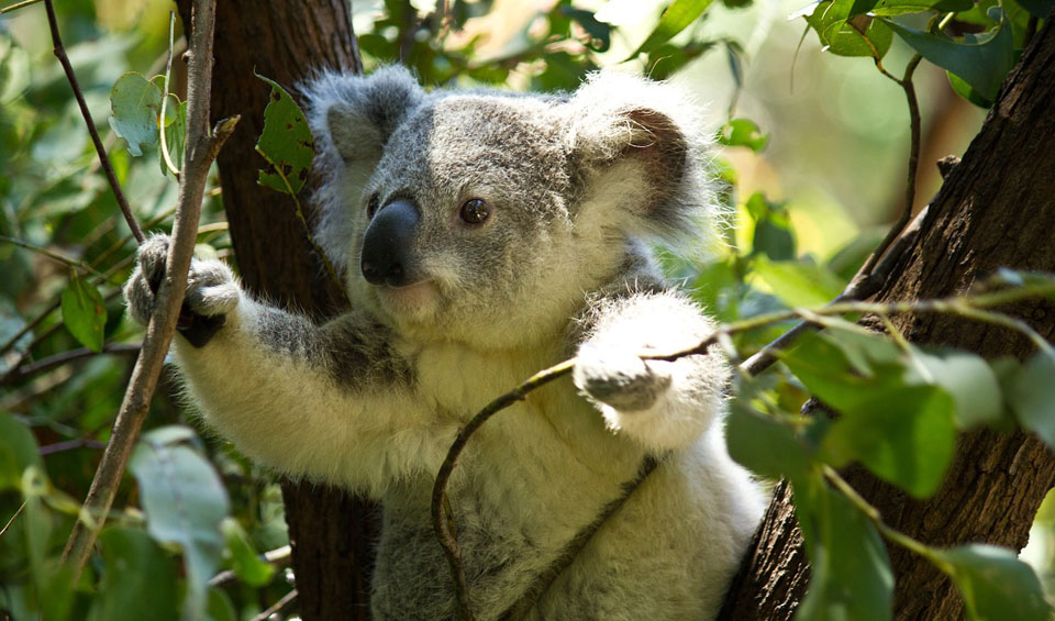 Koala comiendo Eucalipto
