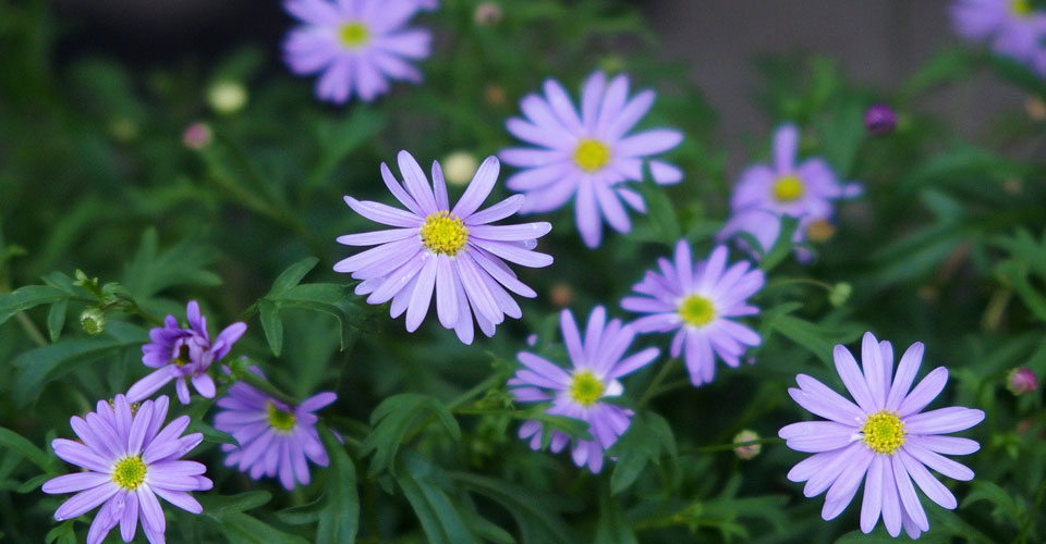 Brachyscome angustifolia 'Brasco Violet'