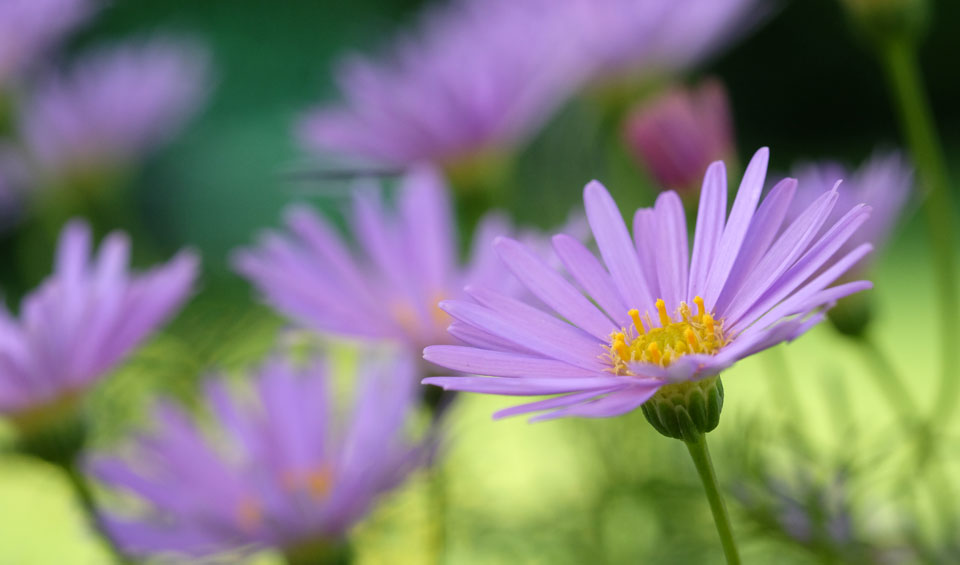 Brachyscome de Poleplant