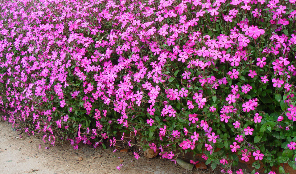 Silene pseudatocion en bordura