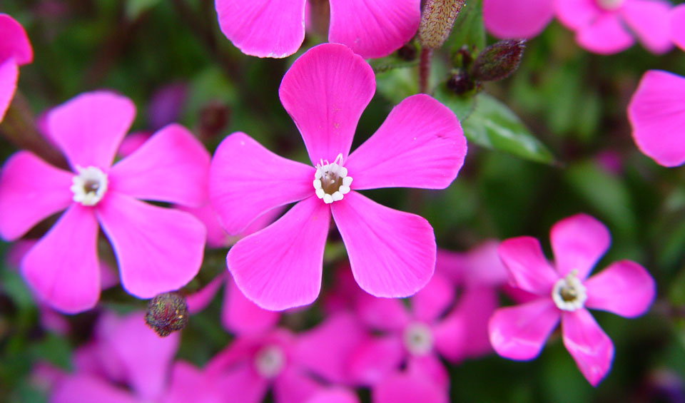 Silene pseudatocion, flor