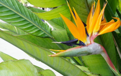 Strelitzia reginae