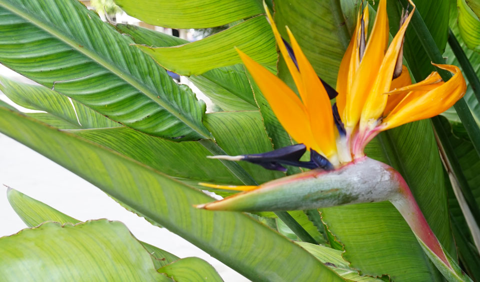 Strelitzia reginae de flor naranja