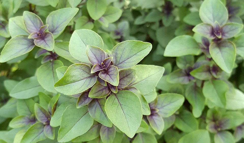 Albahaca morada