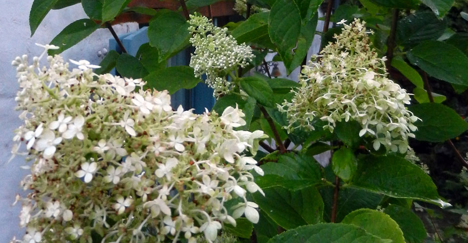 Hydrangea paniculata grandiflora