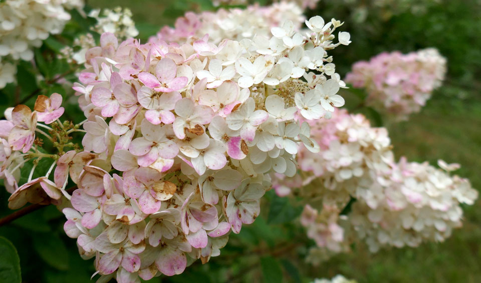 Hydrangea paniculata rosa