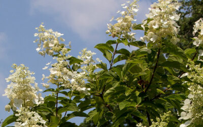 Hydrangea paniculata