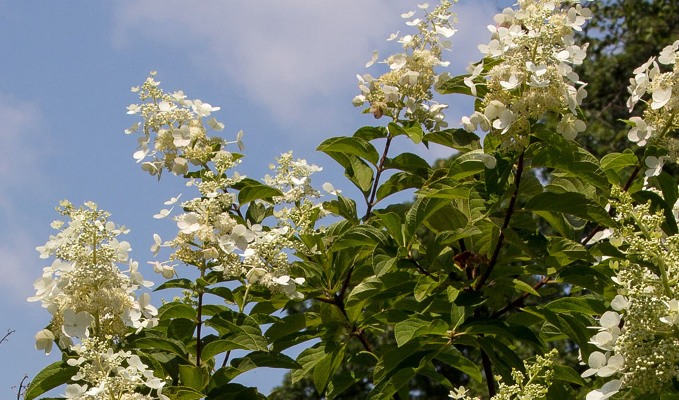 Hydrangea paniculata