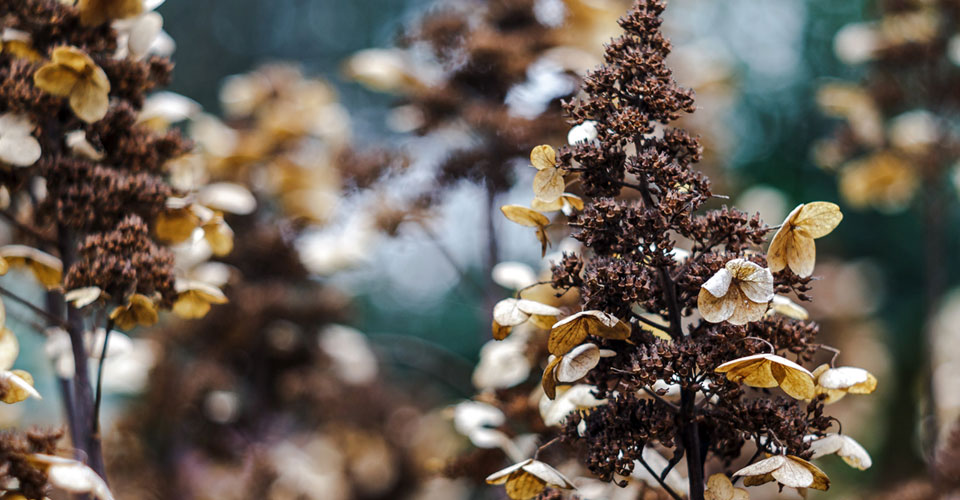 Hydrangea paniculata en invierno